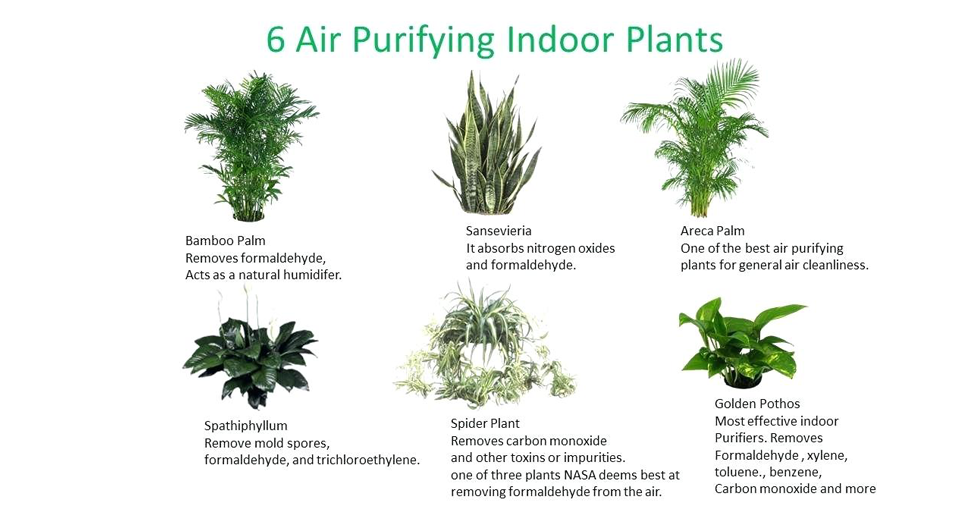 Effective Ways to Refine Your Indoor Air